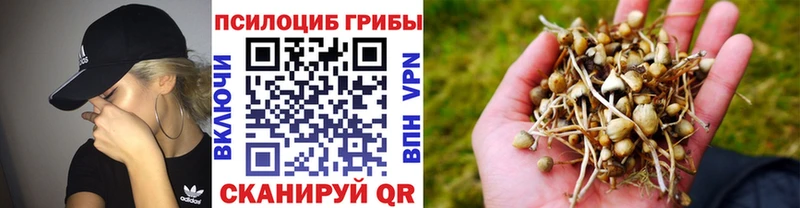 KRAKEN tor  Карабулак  Галлюциногенные грибы Cubensis 
